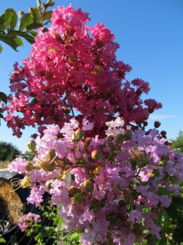 Lagerstroemia indica 3...