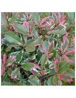 Photinia x Fraseri 'Pink...