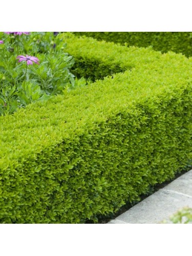 Bosso "Buxus microphylla...