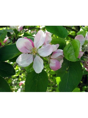 Pianta di Malus sylvestris...