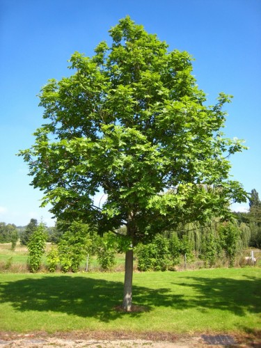 Frassino maggiore "Fraxinus...