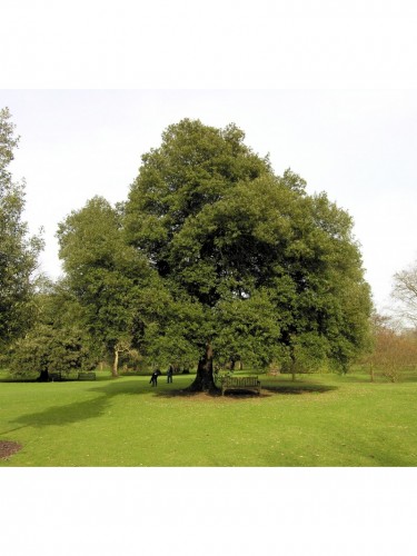 Leccio Elce "Quercus ilex"...