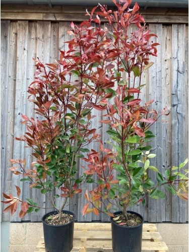 Fotinia "Photinia x fraseri...