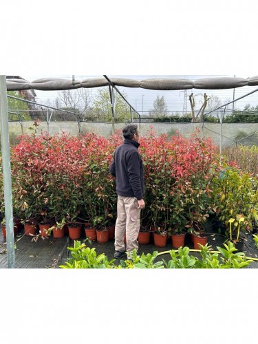 Fotinia "Photinia x fraseri...