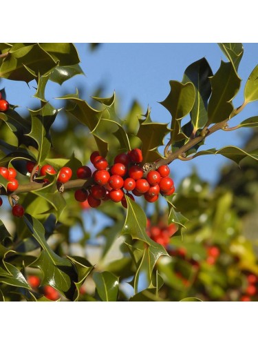 Agrifoglio "Ilex...