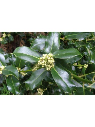 Agrifoglio "Ilex...