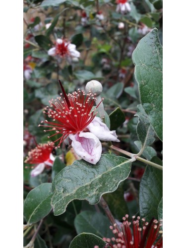 Feijoa "Acca sellowiana"...