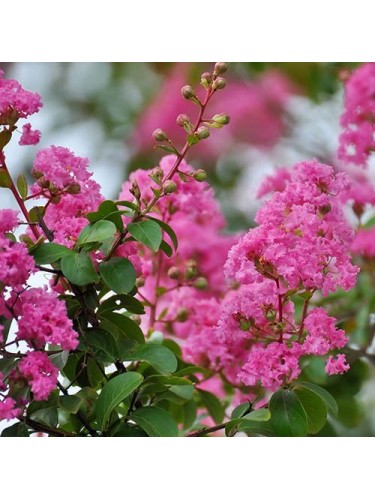 Lagerstroemia indica rosa...