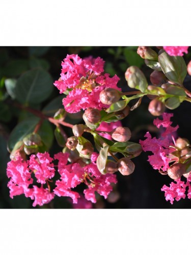 Lagerstroemia indica rosa...