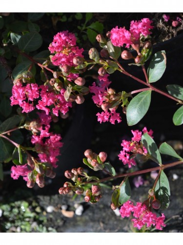 Lagerstroemia indica rosa...