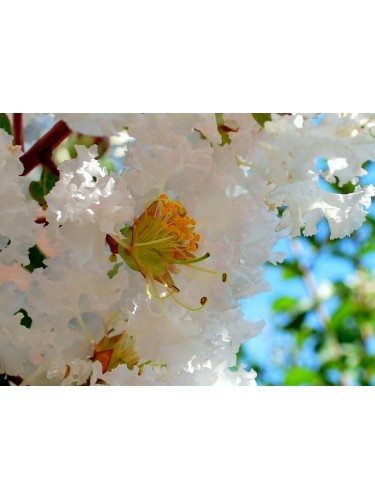 Lagerstroemia indica pianta...