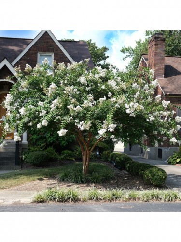 Lagerstroemia indica pianta...