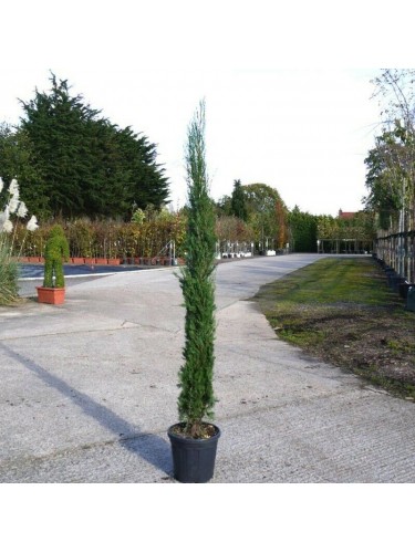 Cipresso nero "Cupressus...