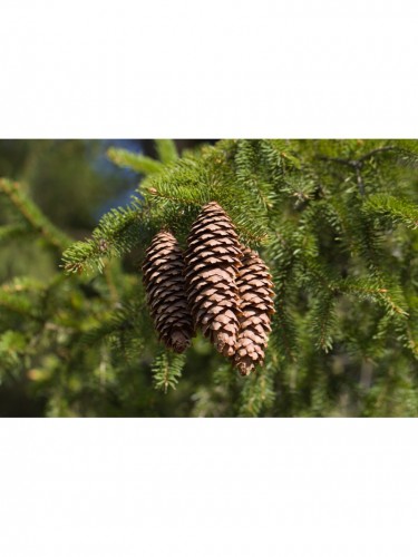 Abete rosso "Picea abies"...