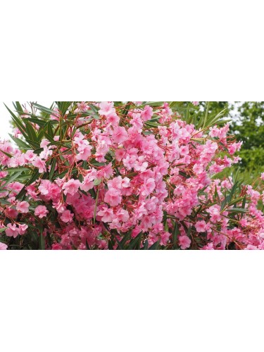 Oleandro "Nerium oleander"...