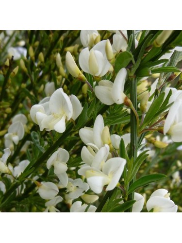 Ginestra "Cytisus praecox...