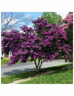 Lagerstroemia indica viola...