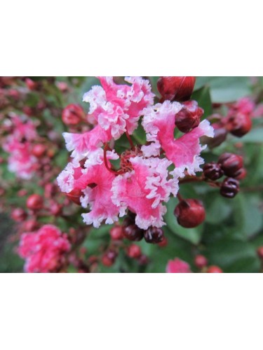 Lagerstroemia indica rosa...