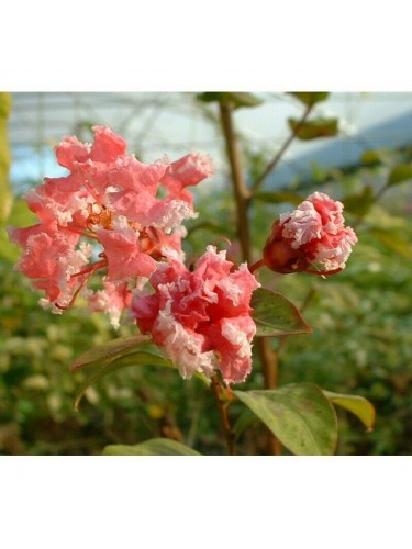 Lagerstroemia indica rosa...