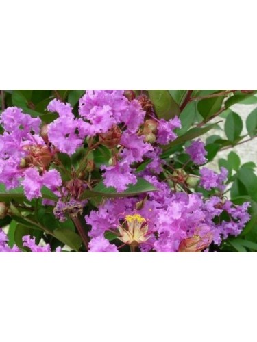 Lagerstroemia indica viola...