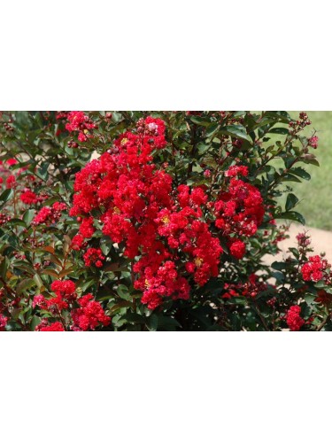 Lagerstroemia indica rossa...