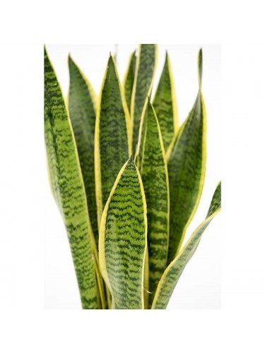 Sanseveria "Sansevieria...