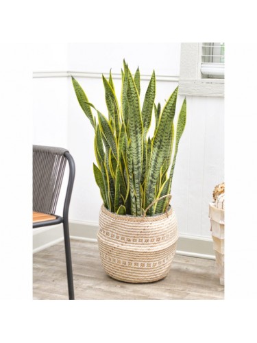 Sanseveria "Sansevieria...