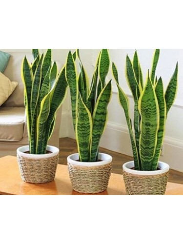 Sanseveria "Sansevieria...