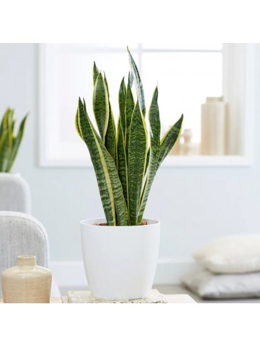 Sanseveria "Sansevieria...