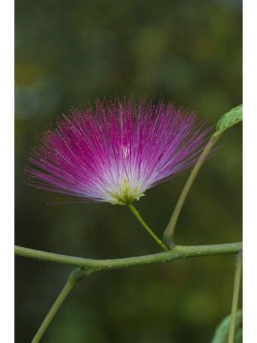 Albizia julibrissin mimosa...