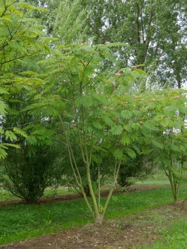 Albizia julibrissin mimosa...