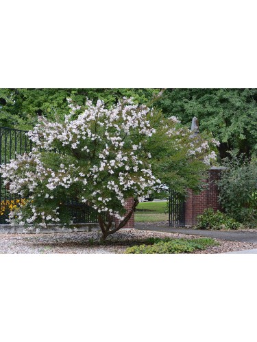 Lagerstroemia indica bianco...