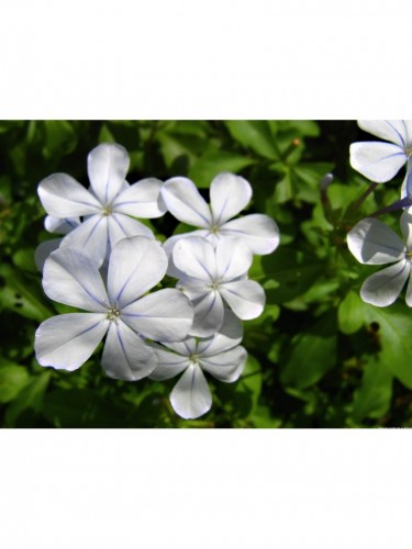 Plumbago capensis...