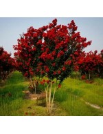 Lagerstroemia indica rossa...