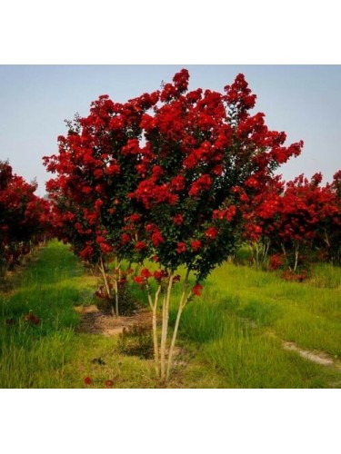 Lagerstroemia indica rossa...