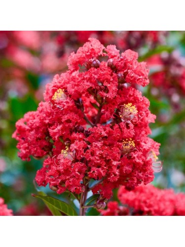 Lagerstroemia indica rossa...