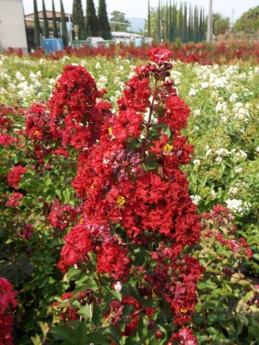 Lagerstroemia indica rossa...