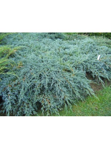 Ginepro cinese "Juniperus...