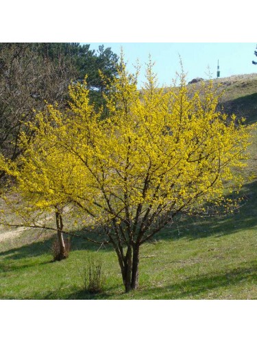 Corniolo "Cornus mas"...