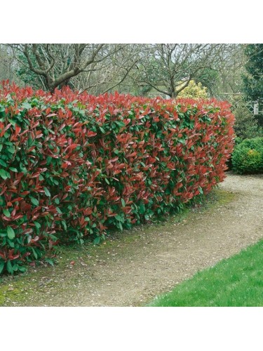 Fotinia "Photinia x fraseri...