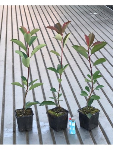 Fotinia "Photinia x fraseri...