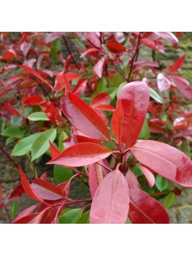 Fotinia "Photinia x fraseri...