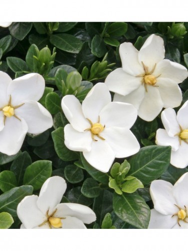 Gardenia jasminoides...