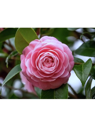 Camelia giapponese...