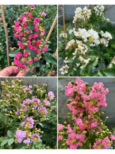 Lagerstroemia indica pianta...