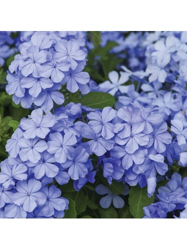 Plumbago capensis...