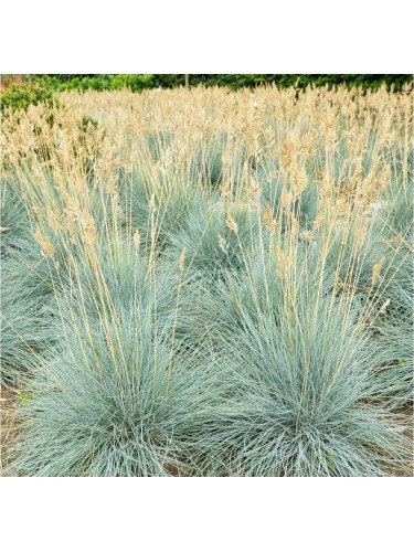 Festuca blu "Festuca glauca...