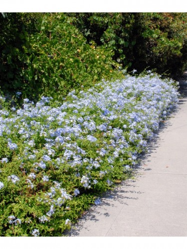 Plumbago capensis...