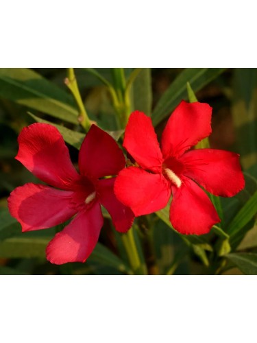 Oleandro "Nerium Oleander"...