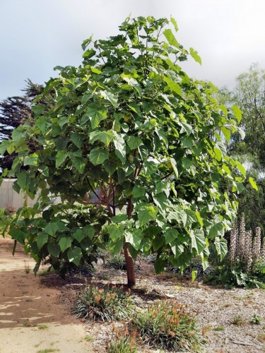 Paulonia "Paulownia...